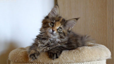 Pet owners claim their cats and dogs have saved them from danger