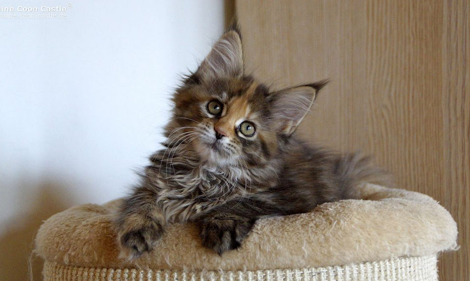 Cat owners putting pets at risk of infestation