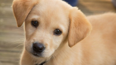 Puppy Farming