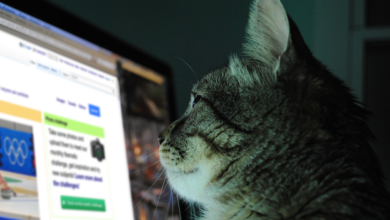 Blue Cross creates app to raise awareness of homeless animals