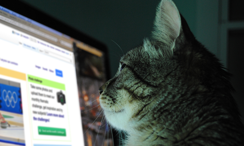 Blue Cross creates app to raise awareness of homeless animals