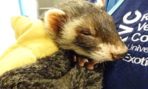 Day in the life of an exotic vet