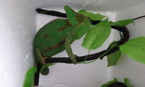 Day in the life of an exotic vet