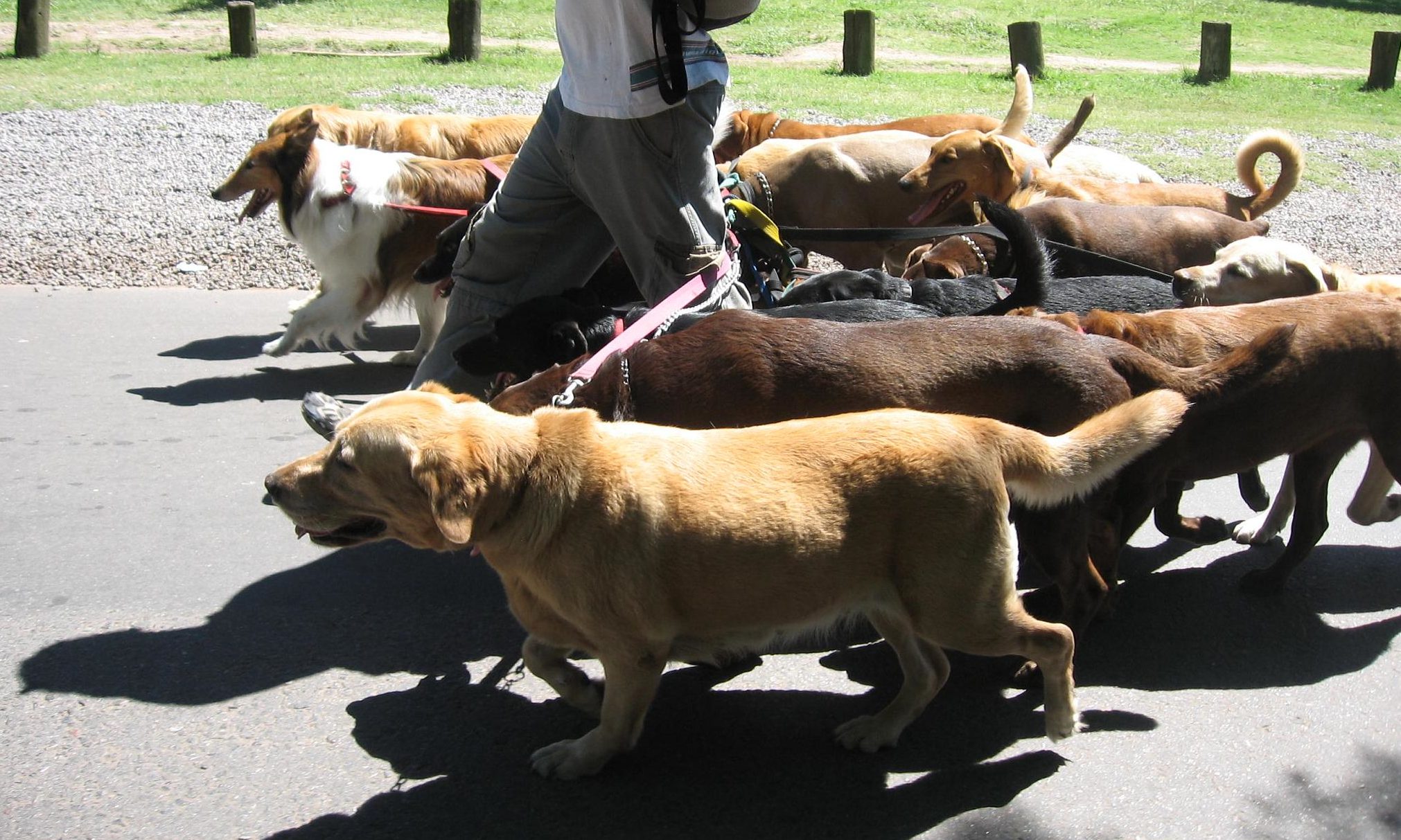 Scarsdale Vets to hold charity dog walk in Derby