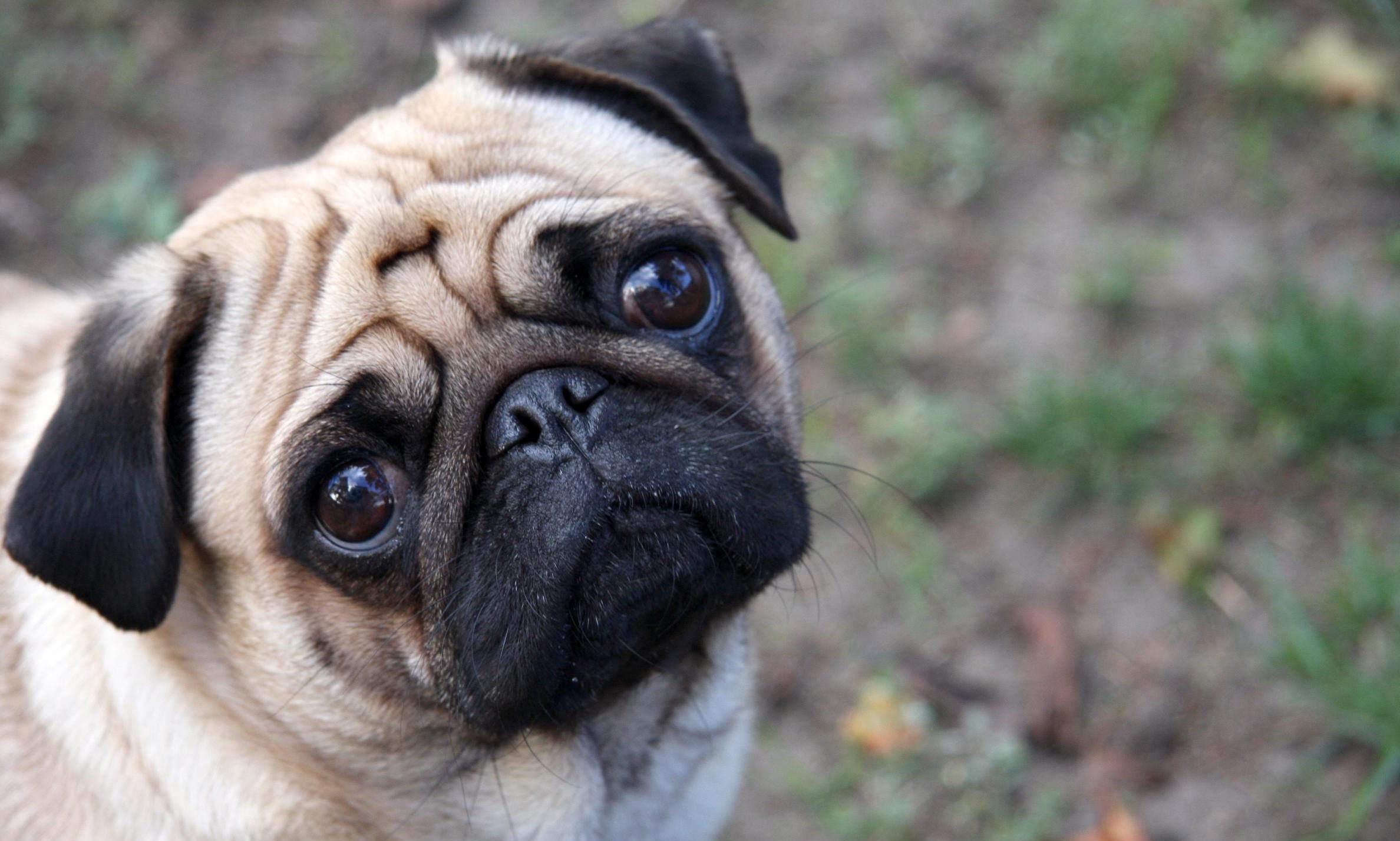 ‘Nazi dog’ prankster asks public for £100,000 to appeal guilty verdict