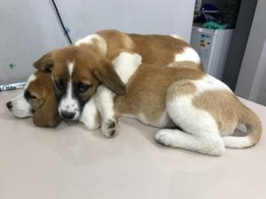 Mayhew rescues 18 stray dogs on a US marine base in Georgia