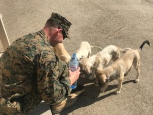 Mayhew rescues 18 stray dogs on a US marine base in Georgia