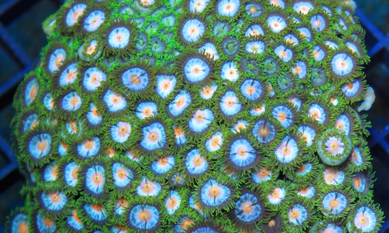 New advice to prevent palytoxin poisoning released