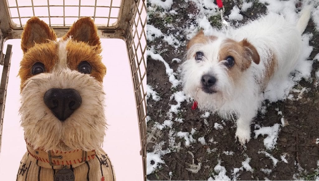 Battersea’s Isle of Dogs lookalikes hoping to find fame and fortune