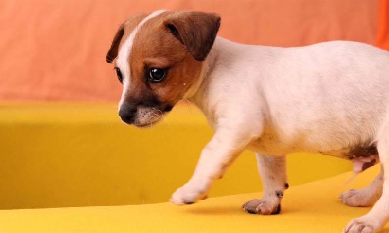 ‘Devastating’ dog thefts soar by 169 percent