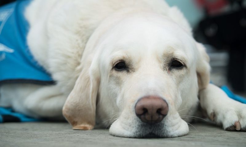 ‘Trust your vet’ campaign launched to tackle AMR