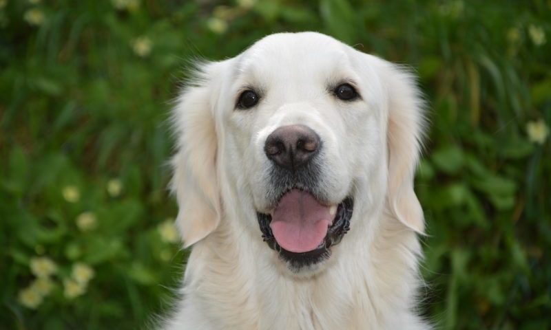 Council fines for not microchipping a dog vary by 500 percent