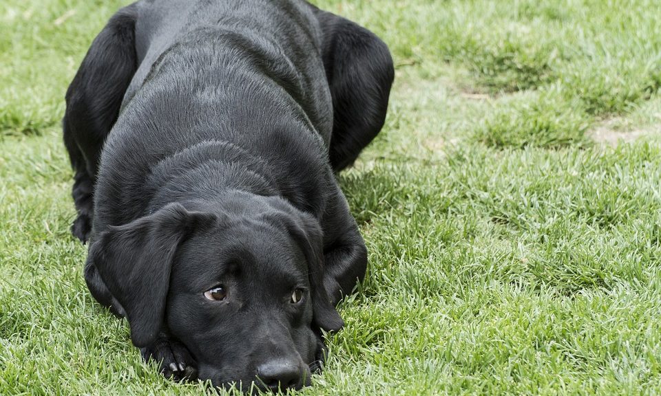 Pet owners warned as cat and dog skin cancer rises by over 35 percent