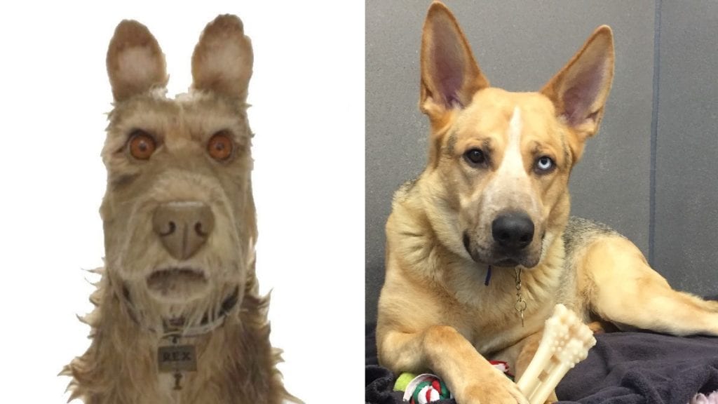 Battersea’s Isle of Dogs lookalikes hoping to find fame and fortune