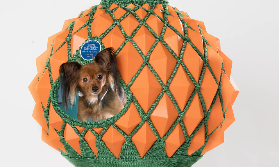 Dog loving architects design kennels for charity