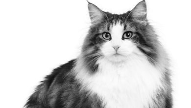 Royal Canin to host free webinar on allergies and reactions