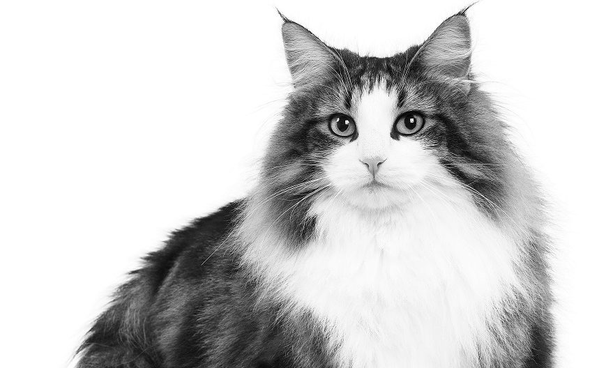 Royal Canin to host free webinar on allergies and reactions