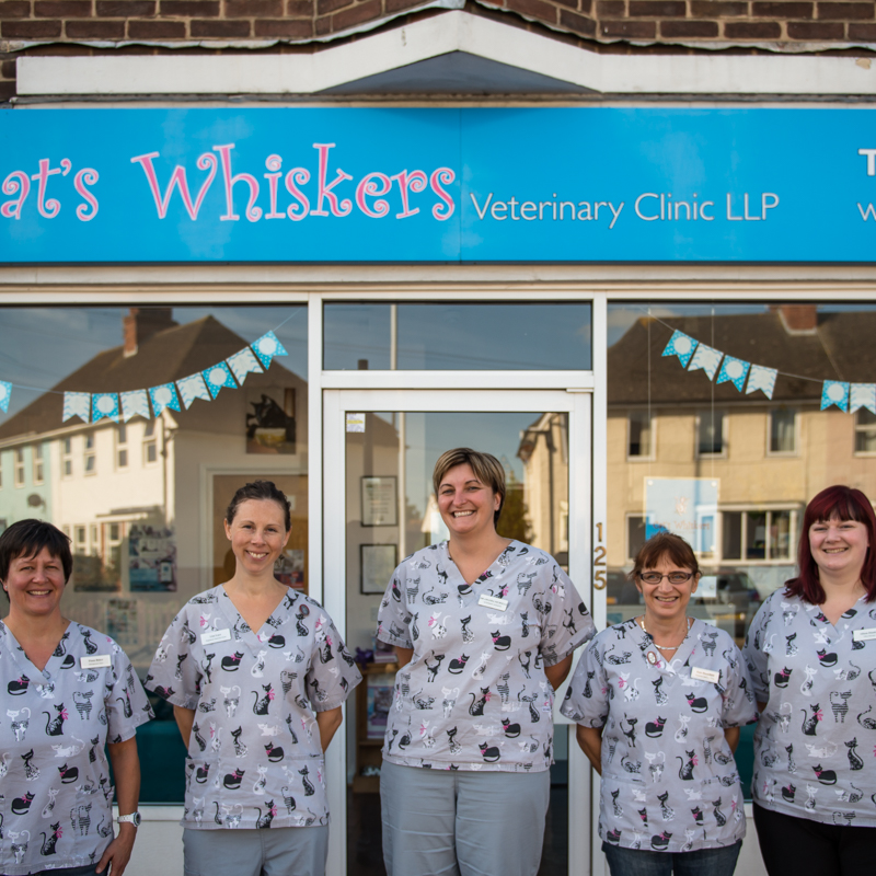 The importance of keeping veterinary practices up to date