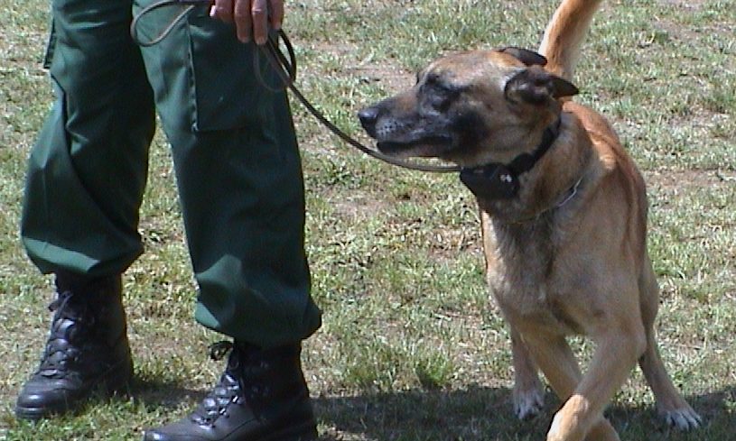 Animal welfare charities strike back against Gove over electric collars