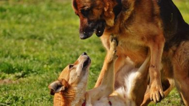 Animal sanctuary warns of cats being sold as ‘bait’ for dog fights