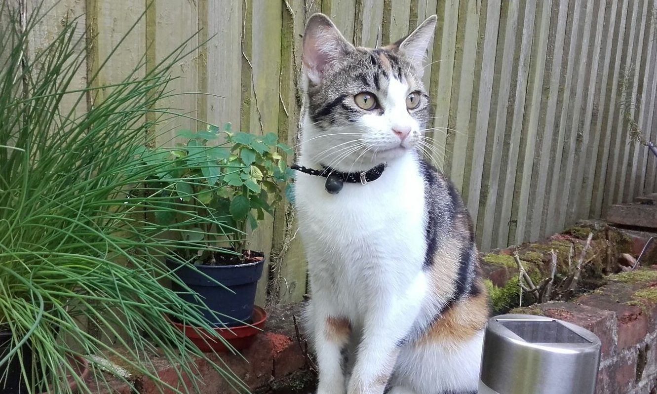 Cat found in garage by mechanics finds new home