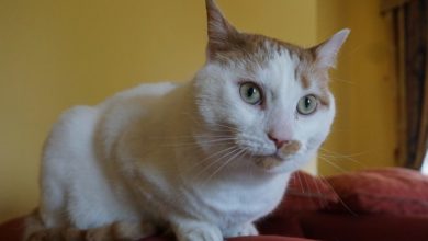 Stray cat still waiting for home after two years