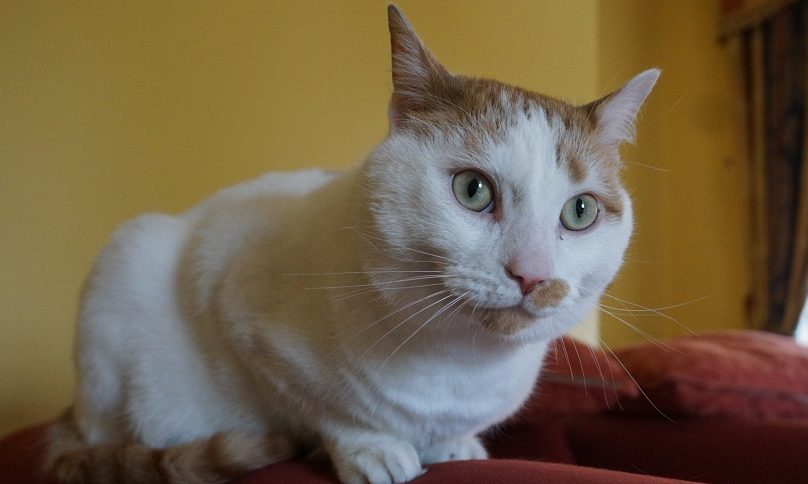 Stray cat still waiting for home after two years