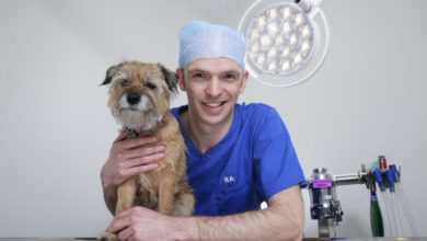 Pets n Vets