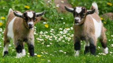 PFMA speaks up at Future Farming Consultation