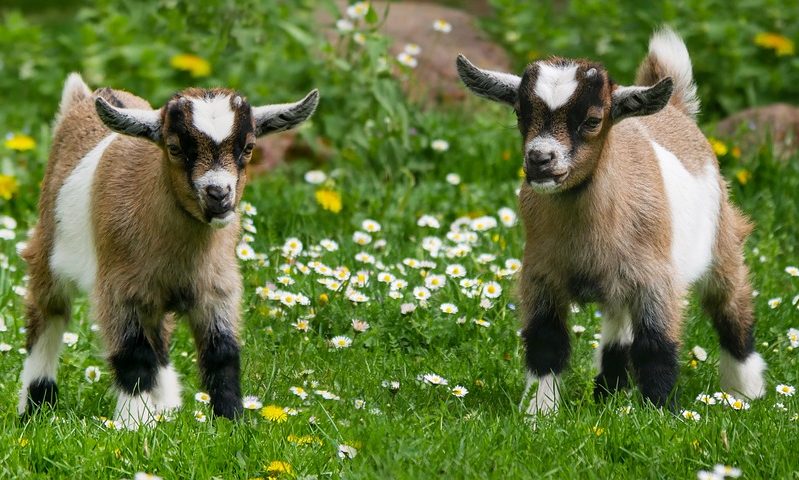 PFMA speaks up at Future Farming Consultation