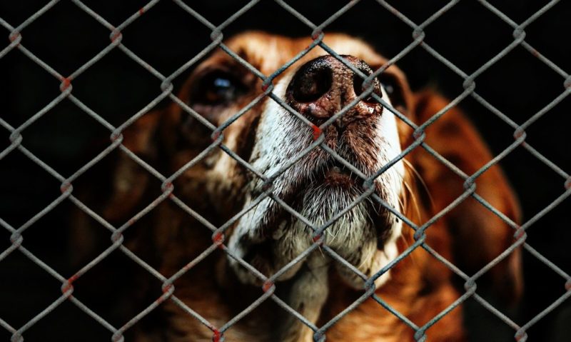 British Veterinary Association (BVA) British Veterinary Association (BVA)