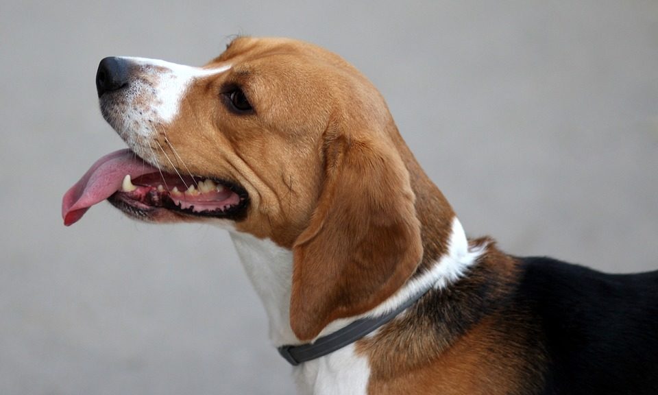 ‘Poop bag’ advert reprimanded by ASA