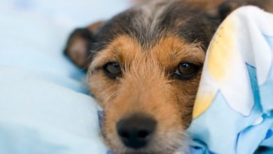 Pet bedding company named as finalist in NIPD Awards 2018