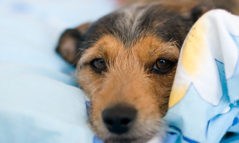 Pet bedding company named as finalist in NIPD Awards 2018