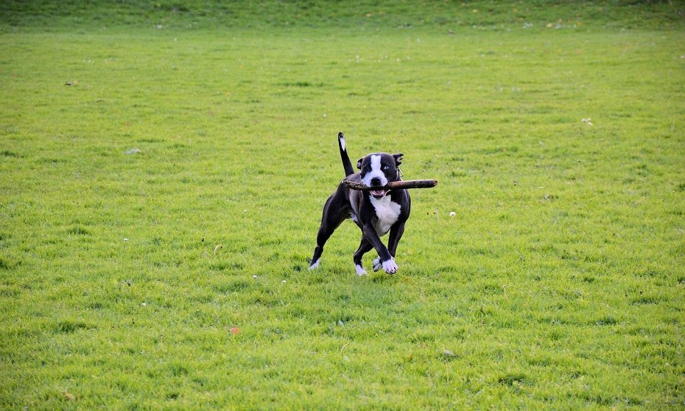 Scrufts to return as part of Countryfile Live