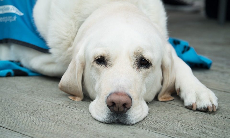 One in four of all pets bought or adopted will be rehomed