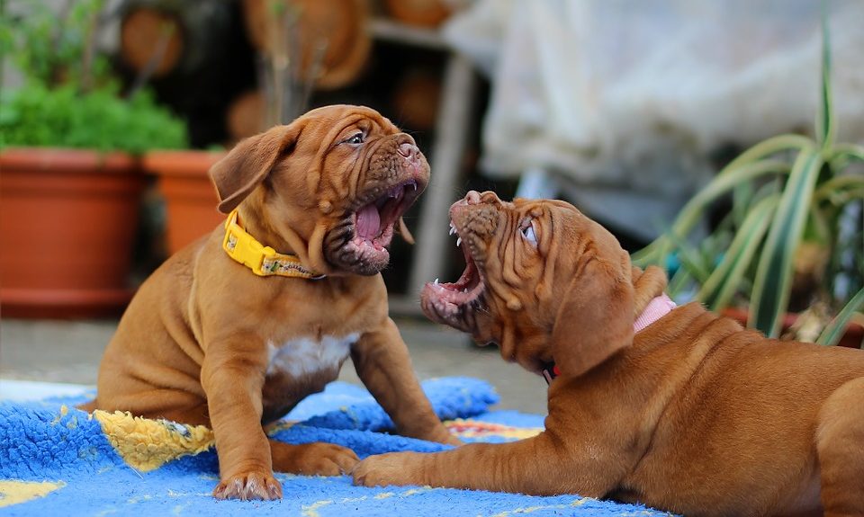 ‘Undesirable behaviour’ largest cause of death in dogs under three