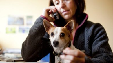 Blue Cross seeks volunteers for pet bereavement service