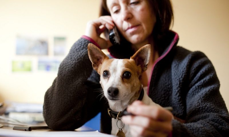 Blue Cross seeks volunteers for pet bereavement service