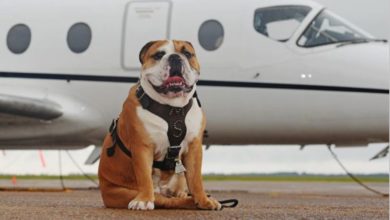 Pet death prompts United Airlines ban on some animal cargo