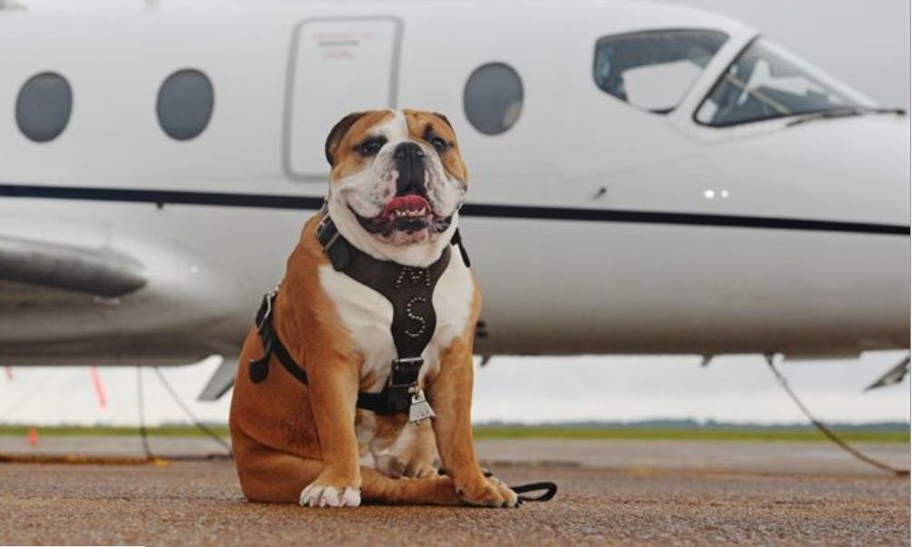 Pet death prompts United Airlines ban on some animal cargo