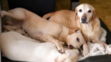 28 percent of UK tenants would pay more to be allowed pets