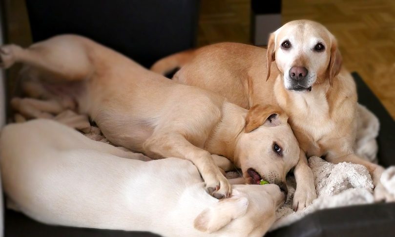 28 percent of UK tenants would pay more to be allowed pets