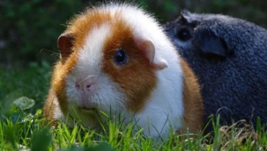 Direct Line Pet Insurance partners with Pet Drugs Online