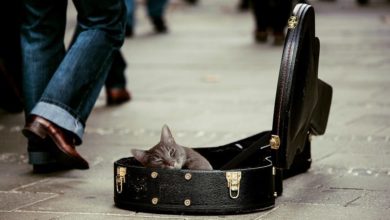 ‘Internet famous’ pets can earn UK average salary in just over three hours