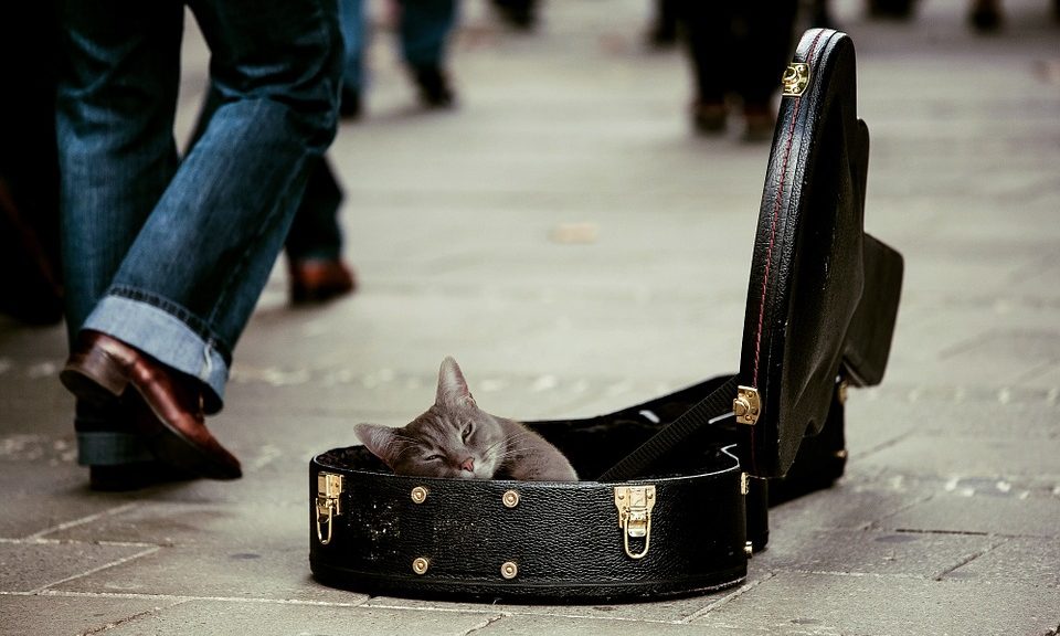 ‘Internet famous’ pets can earn UK average salary in just over three hours