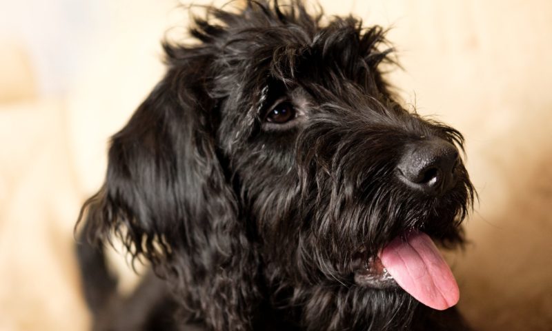 Petition to reclassify pet theft reaches 75,000