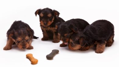 Pet food ingredients market to be worth $45.44bn (£33.3bn) by 2023