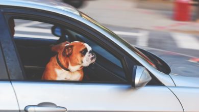 A third of UK drivers risking fines by failing to restrain pet passengers