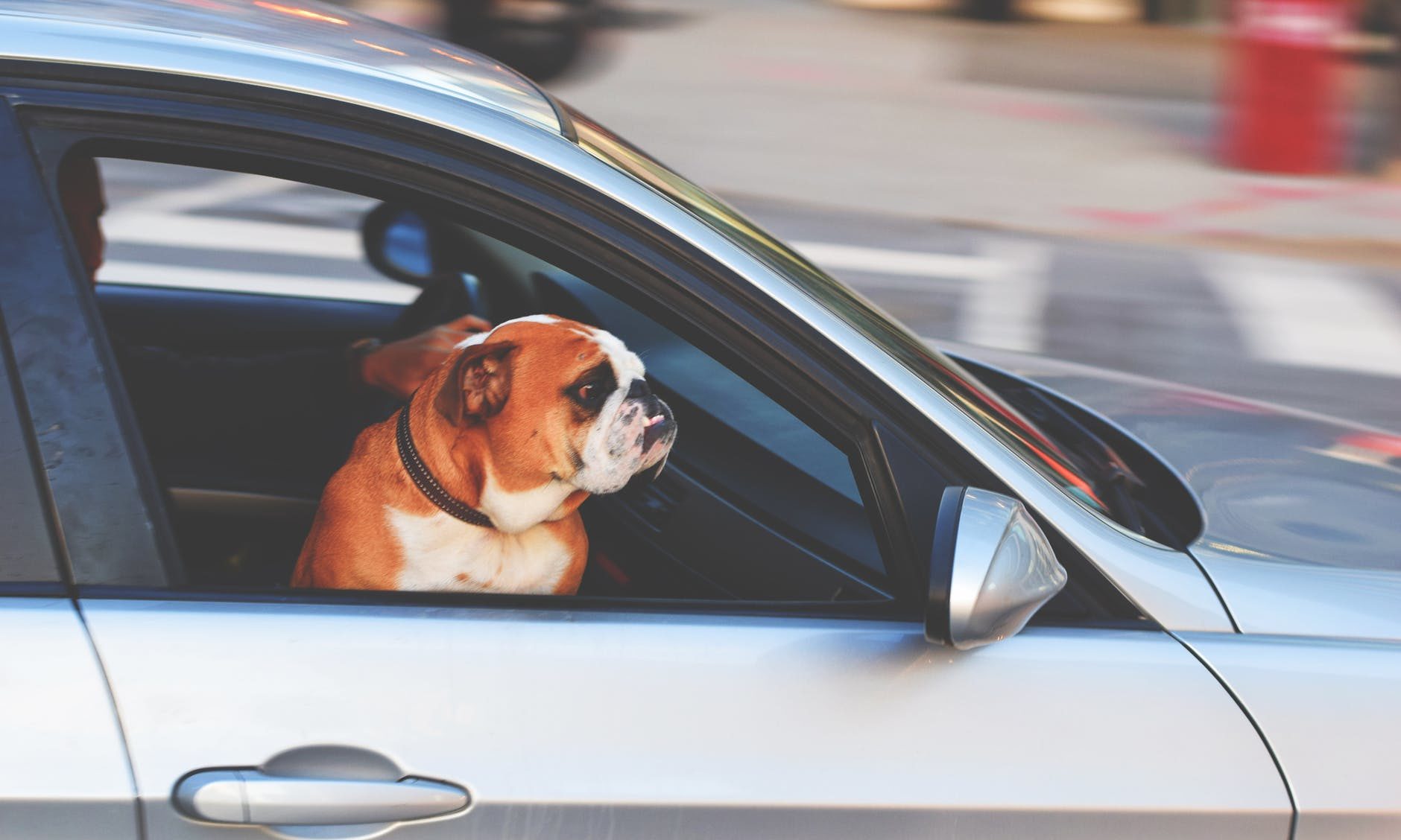 A third of UK drivers risking fines by failing to restrain pet passengers